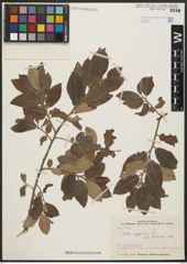Foto von Salix aegyptiaca L.
